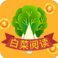 白菜reading